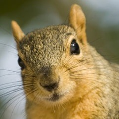 Professor Squirrel (Raw)