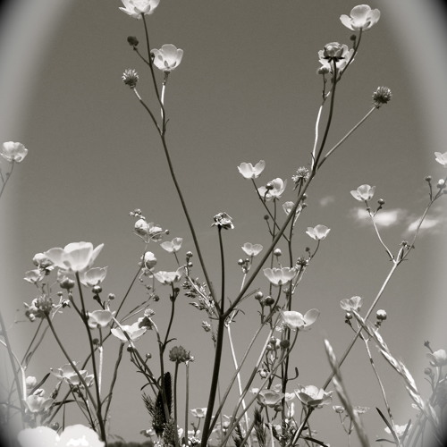 Shimmering Moods presents "Tales of the Field"
