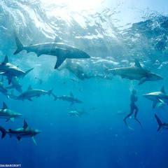 Swim With The Sharks