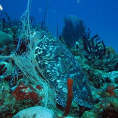 Une tentative pour sauver une tortue marine en Martinique