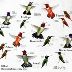 Hummingbird - The Strangers