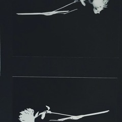 cant help falling in love w/ you