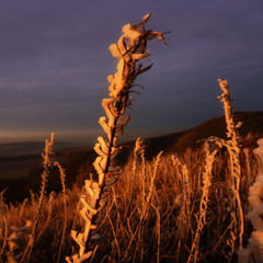 Heroin4thewhoresbearsback3.2