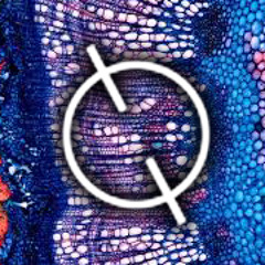 Shiva Shakti - Kawoq