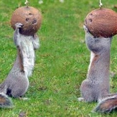 C-Funk / Gas Meter / Do The Squirrel (STBB 436)
