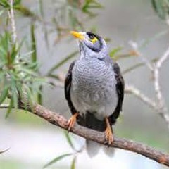 David Lien - A Minor Bird