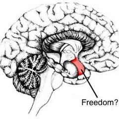 Neuroscience and Free Will