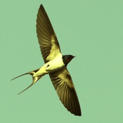 glide