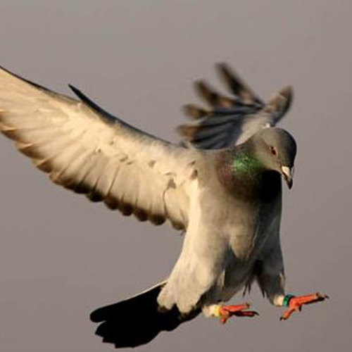 نوح الحمام" ... مشاري راشد العفاسي"