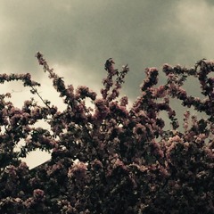 APPIAN MIX 006 - Hiver