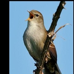 NJË ZOG QË KËNDON