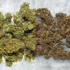 Mexican Marijuana (Persian Rugs Remix)