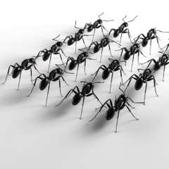 Crazy Ant Promenade