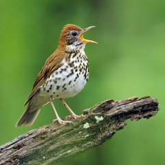 Waltz to a Wood Thrush (instrumental)