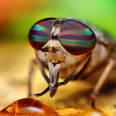 Viknoom - A Sunday With The Horsefly (SET)