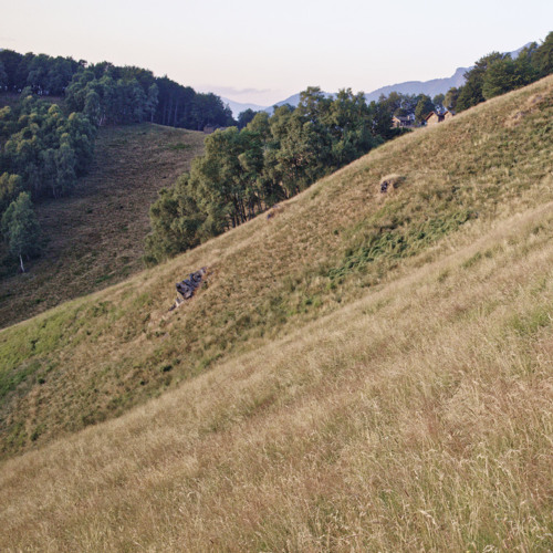 Capriolo Alpone di Curiglia (Italy)