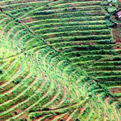 Nyamagabe: Amaterasi ngo yatumye umusaruro w’ubuhinzi wiyongera