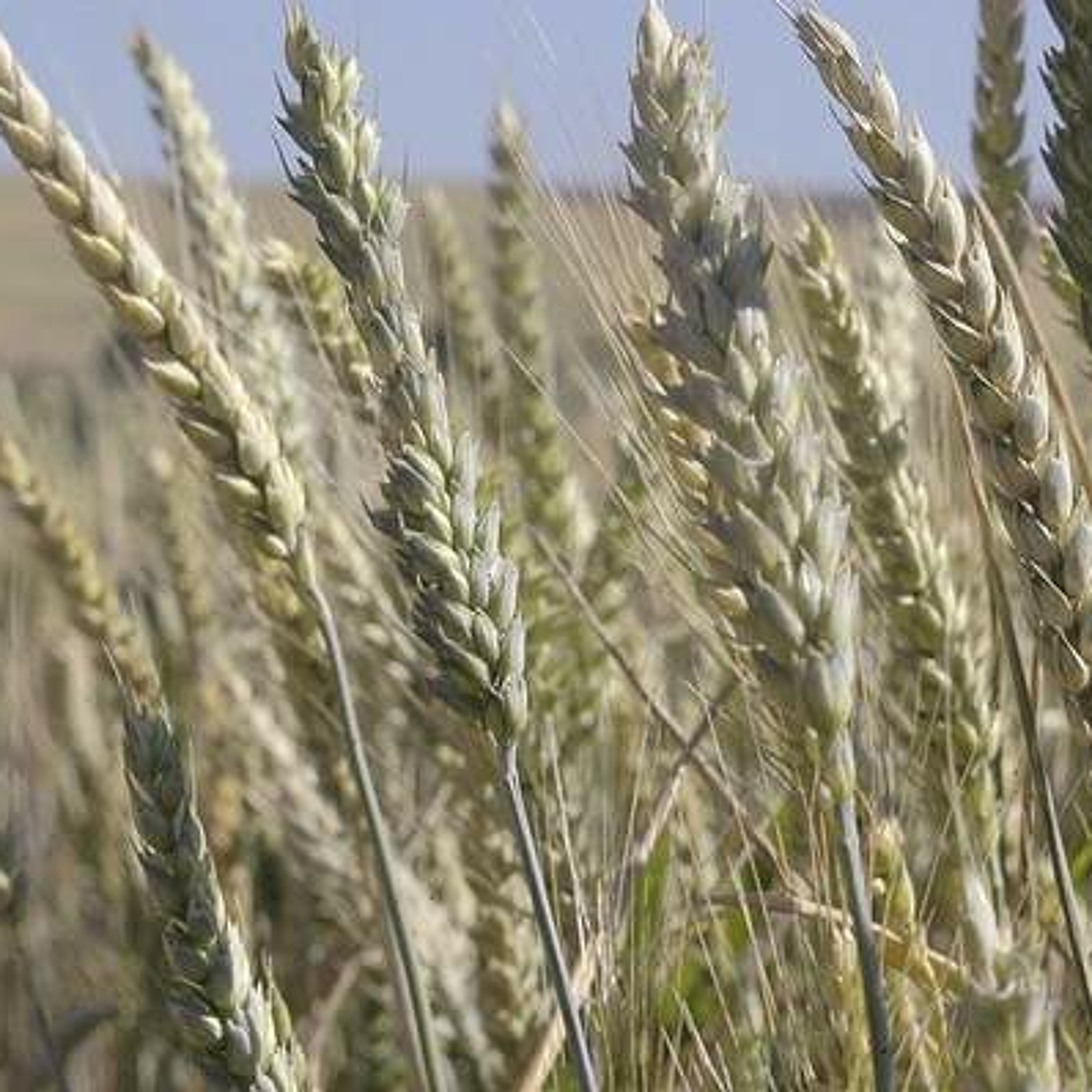 PNW wheat industry eyes possible sprout, high protein. Ag Minute for July 17, 2015 episode artwork