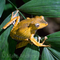 Frogs After the Rain - Kubah NP, Sarawak, Malaysia