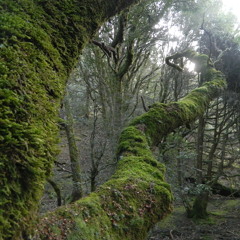 Hunta (FREE download)