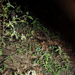 loveubetta (prod. coryayo)