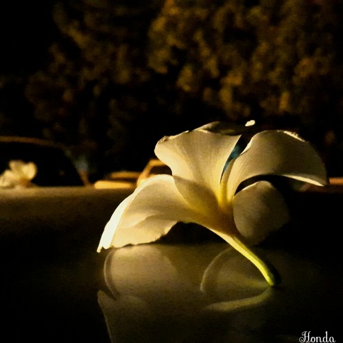 حيرت  قلبي  معاك _ أحمد  لآلي