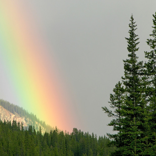 There Will Always Be a Rainbow