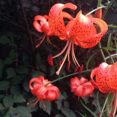 Gwen Stefani — Luxurious (remix)