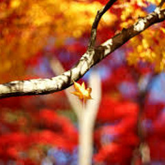 Yellow Leaf Tumble