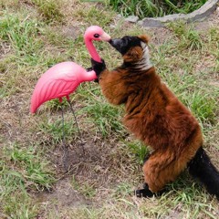 Dr. Rubberfunk, Sitza - You're No Good (Gringo Flamingo Remix)