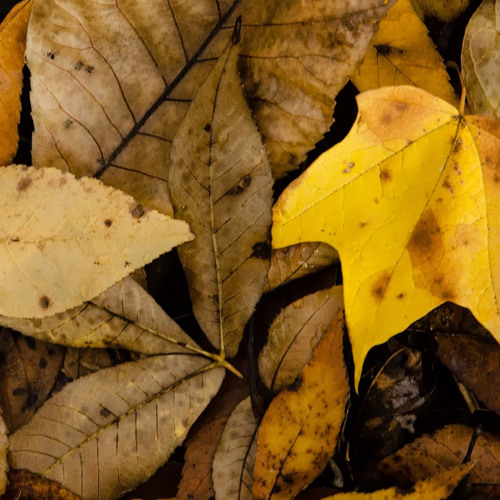 Yellow Leaf (Autumn)