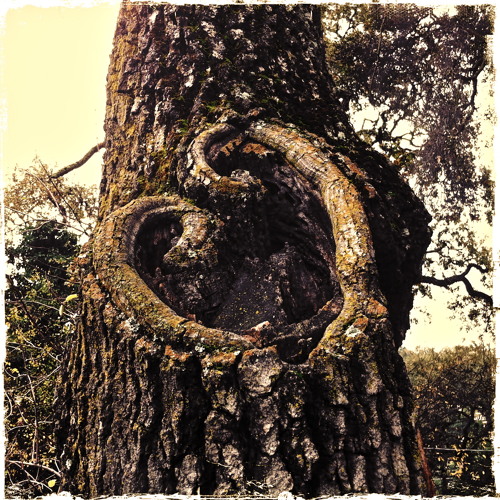 Completing The Circle - REGGAE