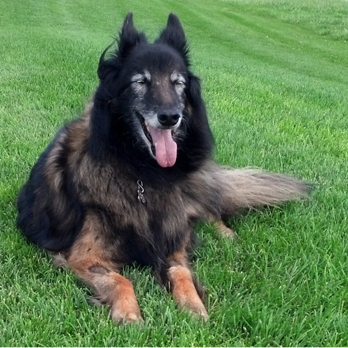 Best Dog Ever