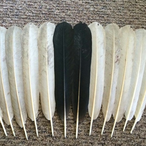 Steven BenallY and bOys@harV reS. Luka.