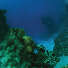 Tiny Fingers -  Drops