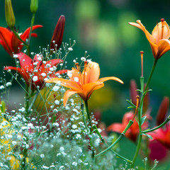 The Beauty of Spring