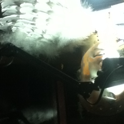 WORM LETHER E.T 2013  morbo galiko .