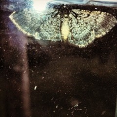 Mothbody