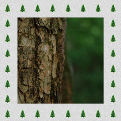 Poly Pines - Deforestation