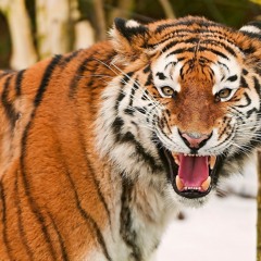 How To Make A Tiger Song [FULL VIDEO IN DESCRIPTION]