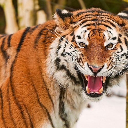 How To Make A Tiger Song [FULL VIDEO IN DESCRIPTION]