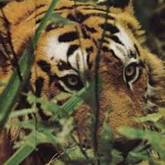 Tigers (One 4 Ackryte)