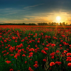 In Flanders Fields (Daley)