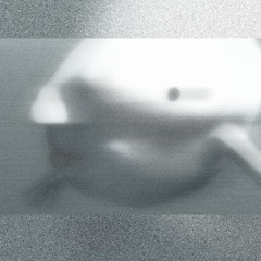 Seed