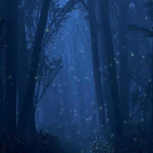 FIREFLIES ON THE WETLANDS