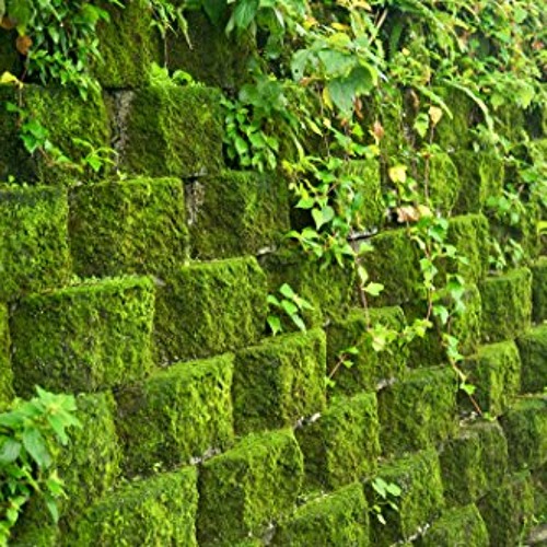 MindMoss 145 - Preview