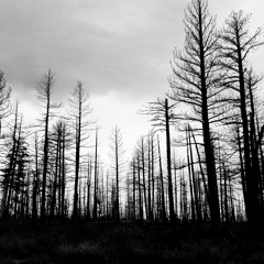 The Gypsy Vanner - Deep River