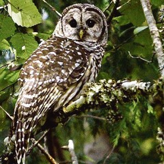 Judge clears barred owl removal study. Ag Minute for July 22, 2015
