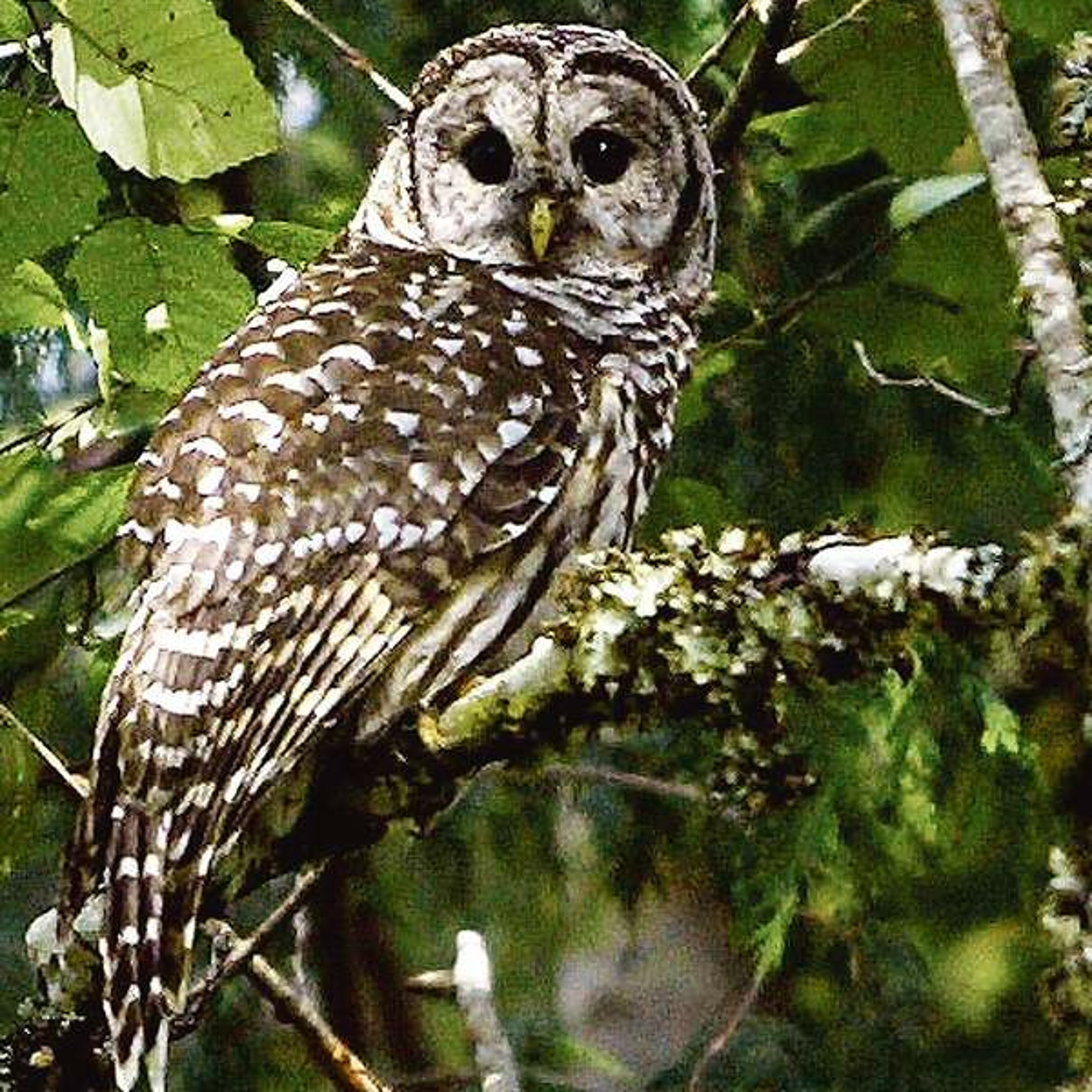 Judge clears barred owl removal study. Ag Minute for July 22, 2015 episode artwork