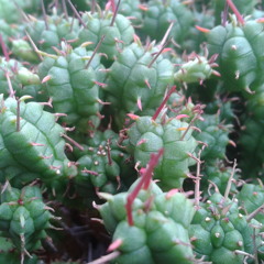 en amor, sanación es expansión